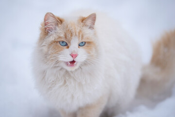 A white fluffy cat with blue eyes meows in the snow . The concept of pets
