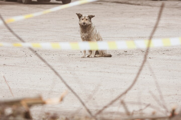 Abandoned street dog. Portrait of a dog behind a protective tape