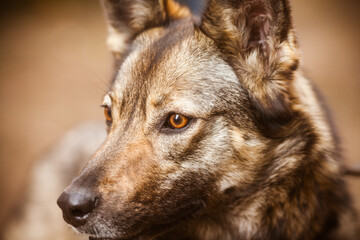 Portrait of a purebred dog, focus on the eye. Expressive dog eyes