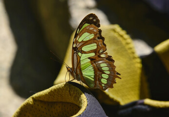 Beautiful butterfly, Podocarpus National Park, Zamora, Ecuador 