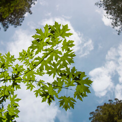A tree branch in the shape of a heart.