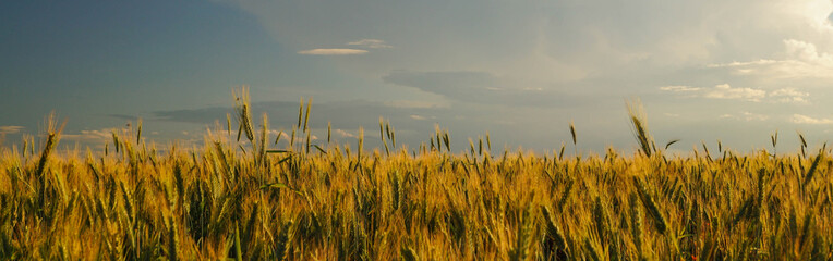Panoramic view of a golden wheat field under blue sky banner