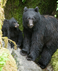Black Bear Mama and Cub, Anan Creek