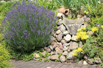 Blooming rock garden with echinopsis eyriesii and  lavender in summer, Germany