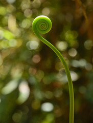 Fiddlehead fern frond, Podocarpus National Park, Zamora, Ecuador