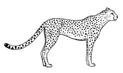 Drawing of cheetah - hand sketch of wild cat.