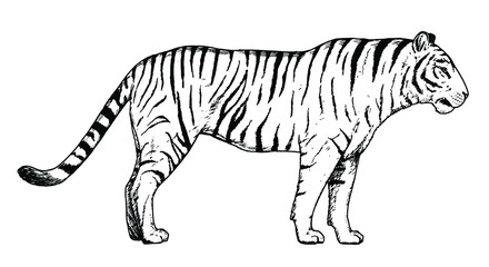 Drawing of tiger - hand sketch of wild cat.