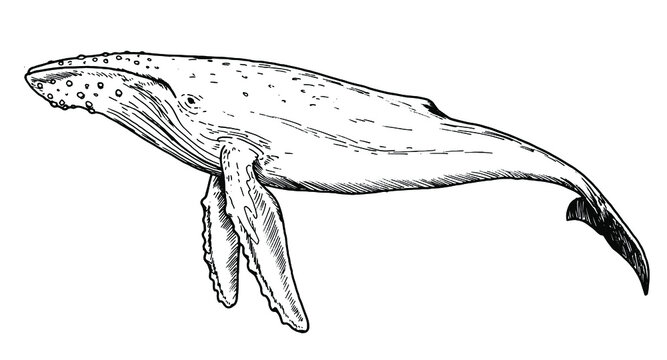 Drawing of humpback whale - hand sketch of water mammal