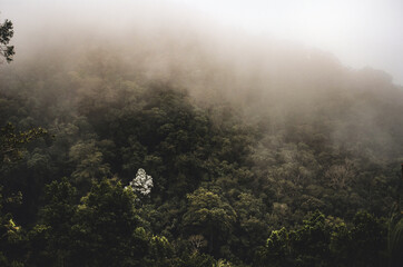 A tree of white flowers on the mountain covered by fog