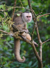 White-fronted capuchin monkey (Cebus albifrons), Copalinga, Podocarpus National Park, Zamora, Ecuador © RaquelMogado