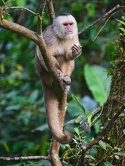 White-fronted capuchin monkey (Cebus albifrons), Copalinga, Podocarpus National Park, Zamora, Ecuador