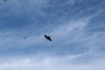 birds flying in the sky