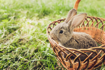 Grey baby rabbit in grass. Easter background