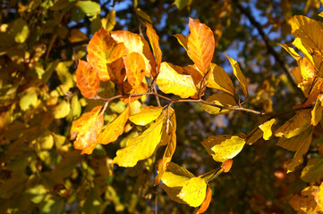 Buchenzweig in der Herbstsonne