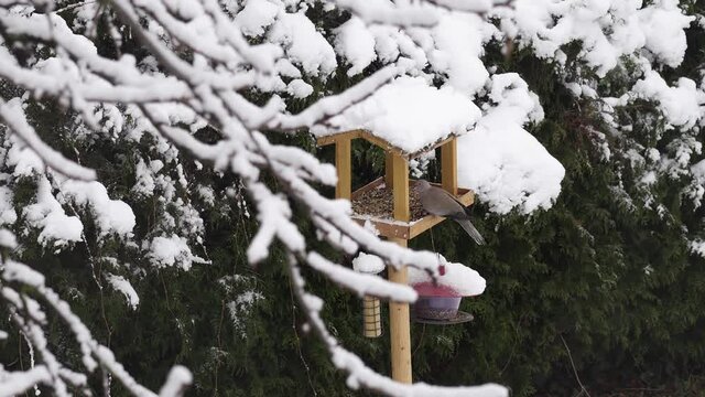 Eurasian collared dove (Streptopelia decaocto) eating oil seeds and cereal grain from a wooden feeder. Two other doves flying around the feeder in winter time