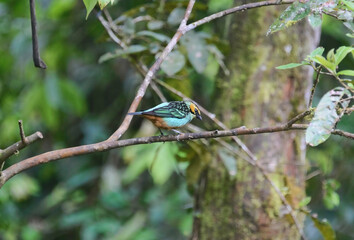 Green-and-gold tanager (Tangara schrankii), Copalinga, Podocarpus National Park, Zamora, Ecuador