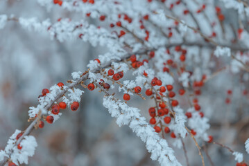 Red berries on a frozen branch for background