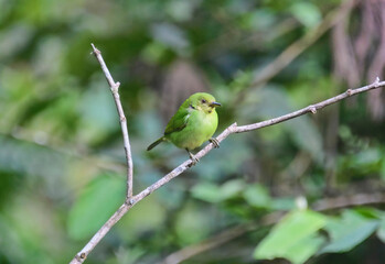 Female Green Honeycreeper (Chlorophanes spiza spiza), Podocarpus National Park, Zamora, Ecuador