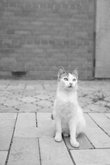 Cute white cat sitting in the rural yard in summer day. Brick wall on the background. BW photo.