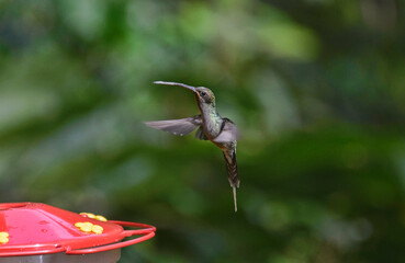 Green hermit hummingbird (Phaethornis guy), Copalinga, Podocarpus National Park, Zamora, Ecuador