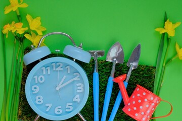 Spring season. Spring work in the garden.Decorative gardening tools and blue alarm clock,  daffodils flowers on green grass background. Care and cultivation of daffodils. Planting bulbous flower