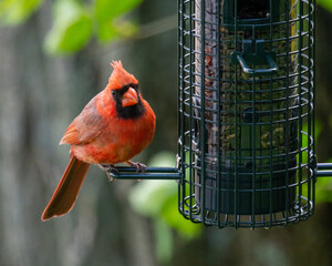 Mr. Cardinal gets a snack