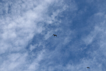 birds flying in the sky