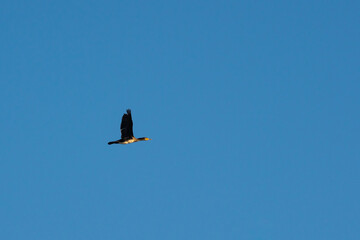 Flying cormorant against the blue sky. Animal