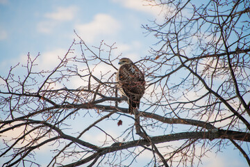 Red-tailed hawk
