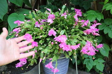 Pink buds and flowers of Cactus Schlumbergera truncata
