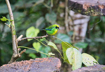 Green-and-gold tanager (Tangara schrankii), Copalinga, Podocarpus National Park, Zamora, Ecuador