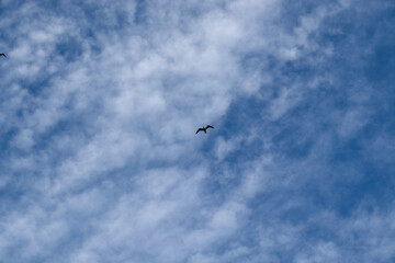birds in the sky
