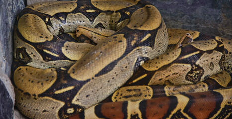 Pair of boa constrictors, Ecuador