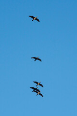 Flying cormorants against the blue sky. Animal