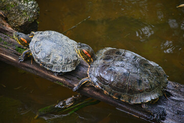 Red-eared slider turtle (Trachemys scripta), Ecuador