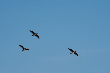 Flying cormorants against the blue sky. Animal