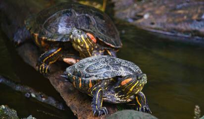 Fototapeta premium Red-eared slider turtle (Trachemys scripta), Ecuador