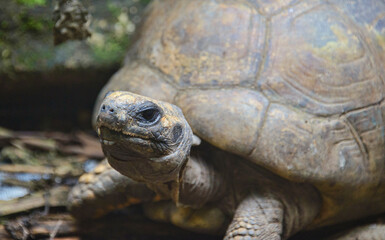 Gal&aacute;pagos giant tortoise (Chelonoidis nigra), Ecuador