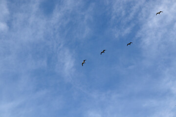birds in flight
