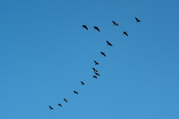 Flying cormorants against the blue sky. Animal