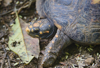 Red-eared slider turtle (Trachemys scripta), Ecuador