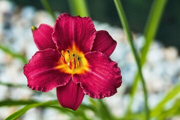 Macro photo of  daylily -Hemerocallis "Pardon Me"