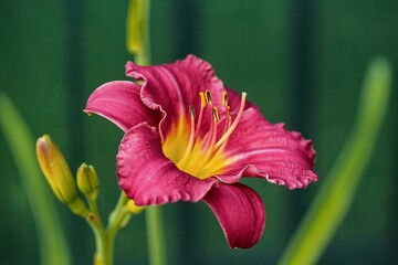 Macro photo of  daylily -Hemerocallis "Pardon Me"