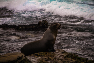 Sealion  San Diego