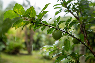 Agriculture as a strong income option for families. 