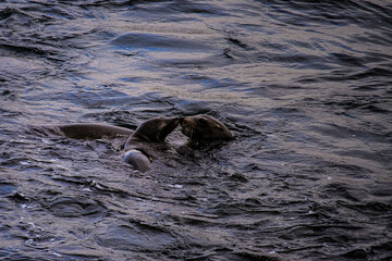 Naklejka premium Sealion San Diego