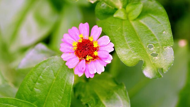 Beautiful pink zinnia flower blossom in the garden with green leaves, moving gently with the wind. It is an annual plant of the genus of the sunflower tribe, within the daisy family. Zoom in.