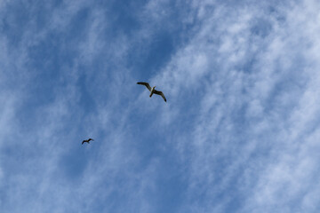 birds flying in the sky