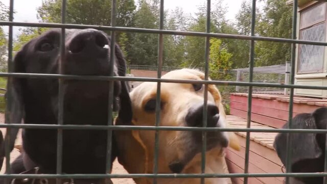 dogs barking in an animal shelter cage