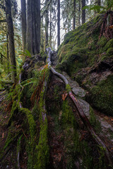 Tree on the Marymere Fall Trail, Olympic National Park, WA